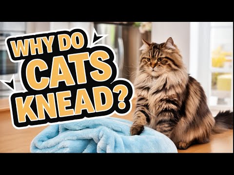 The Secret Behind Your Cats Mysterious Kneading Behavior!
