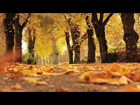 Música Relajante - Musica Relajante Bosque en Otoño Piano Relajante