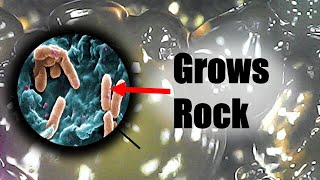 This bacteria could help reduce CO2 emissions