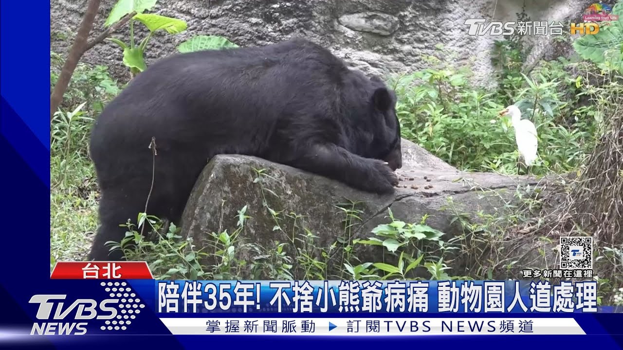 創「最老」紀錄! 近35歲黑熊爺爺「小熊」辭世