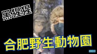 preview picture of video '合肥野生動物園看黑猩猩東北虎'