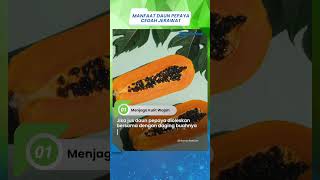 Bukan Hanya untuk Kesehatan Saja tapi Manfaat Daun Pepaya Bisa untuk Kecantikan pada Wajah