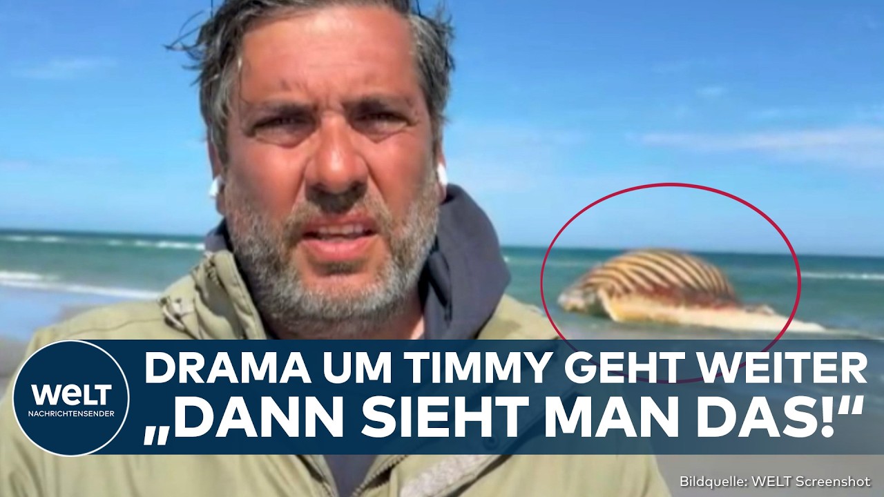 WAL-WAHNSINN: Drama um Timmy nimmt kein Ende! Wellen verschieben den toten Buckelwal