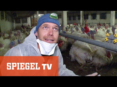 Gequälter Weihnachtsbraten: Skandalöse Bedingungen in deutscher Putenmastanlage