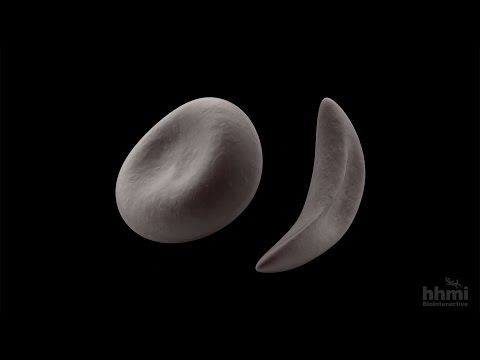マラリアと鎌状赤血球貧血 - HHMI BioInteractive Video (Malaria and Sickle Cell Anemia — HHMI BioInteractive Video)