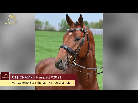 KN 1 Champ | Hengst *2021 v. Canoso - Stan the Man xx