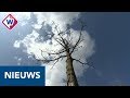 Kastanjes in Wateringse Veld geveld door bomenziekte