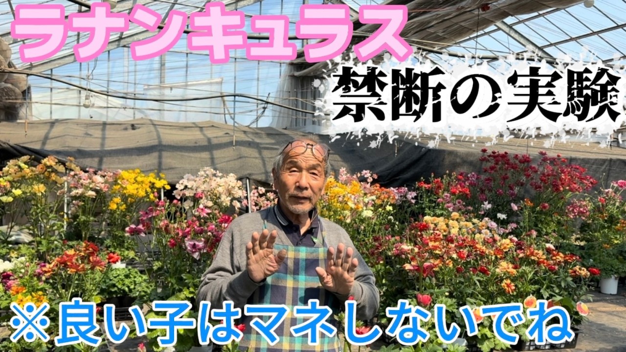 マネしないでね！禁断の実験【ラナンキュラスラックス】【ランドセルシリーズ】【園芸のぶチャンネル】