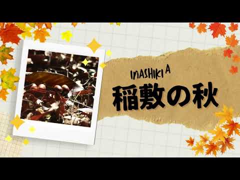 【稲敷市】稲敷の秋　Inashiki City, Ibaraki Prefecture, Japan,autumn