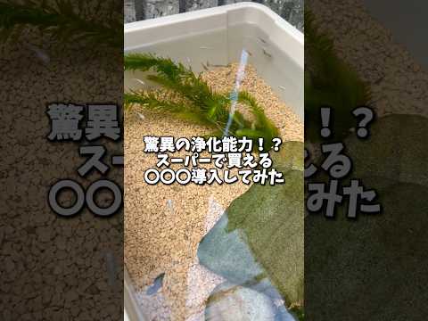 園芸 アクアスケープ、最良の方法