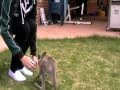 Little Joeys Big Adventure