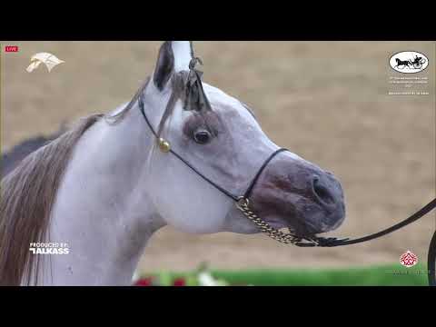 N.168 BAHR AL HAMDAN - 9th Qatar National AHS for Individual Owners - Colts 2 Years Old (Class 5...