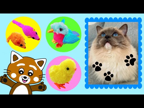 Pukkins den röda pandan leker med katten Frasse - Lek med oss - Roligt barnprogram