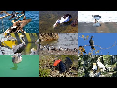Seabirds for Children – Sea animals – English Paradise Kids (Fun & Educational Learning Video)