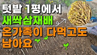 텃밭 1평의 기적, 새싹삼,장뇌삼 재배 이렇게하면 온가족이 다먹고도 남습니다