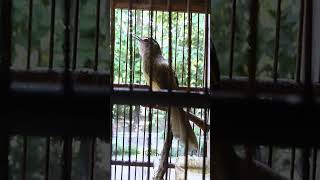 Download lagu ciblek tebu pikat ampuh mp3