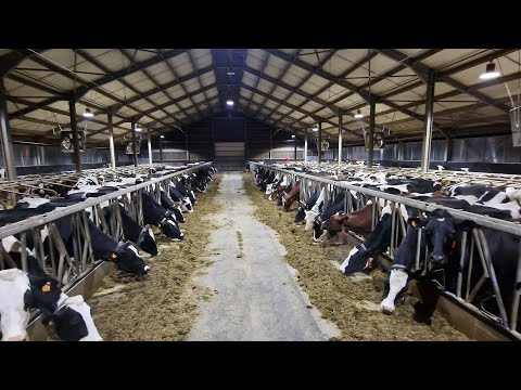 -Bosanac radi na Farmi od 450 krava u LUXEMBURGU koja je robotizovana -