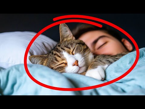 If You Start Sleeping With Your Cat Every Night, THIS Will Happen (1 HOUR)