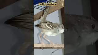 Download lagu ciblek gacor nembak panjang ngebrem isian kenari.katem.cililin mp3