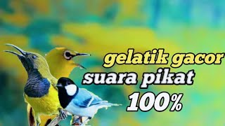 Download lagu gelatik batu wingko gacor suara tarung gacor isian sogon mp3