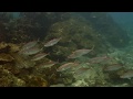 Underwater Wild Karnataka PVR
