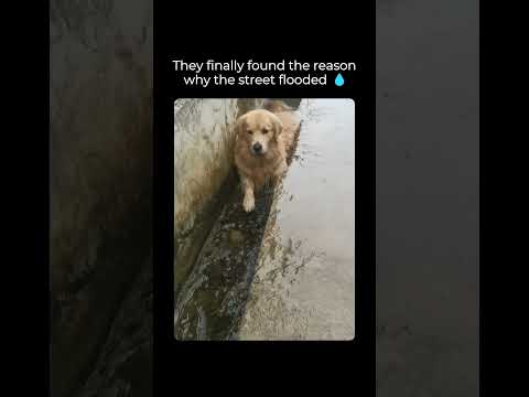 They finally found the reason why the street flooded.