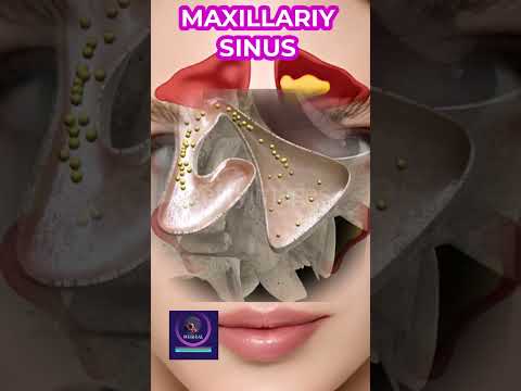 Maxillary Sinus 3d Medical Animation #shorts