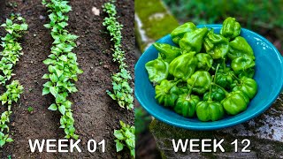 How To Plant Scotch Bonnet Pepper From Seeds