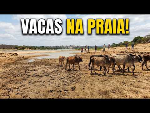 🐄 VACA NA PRAIA? O VELHO CHICO REVELOU UMA CENA IMPRESSIONANTE!