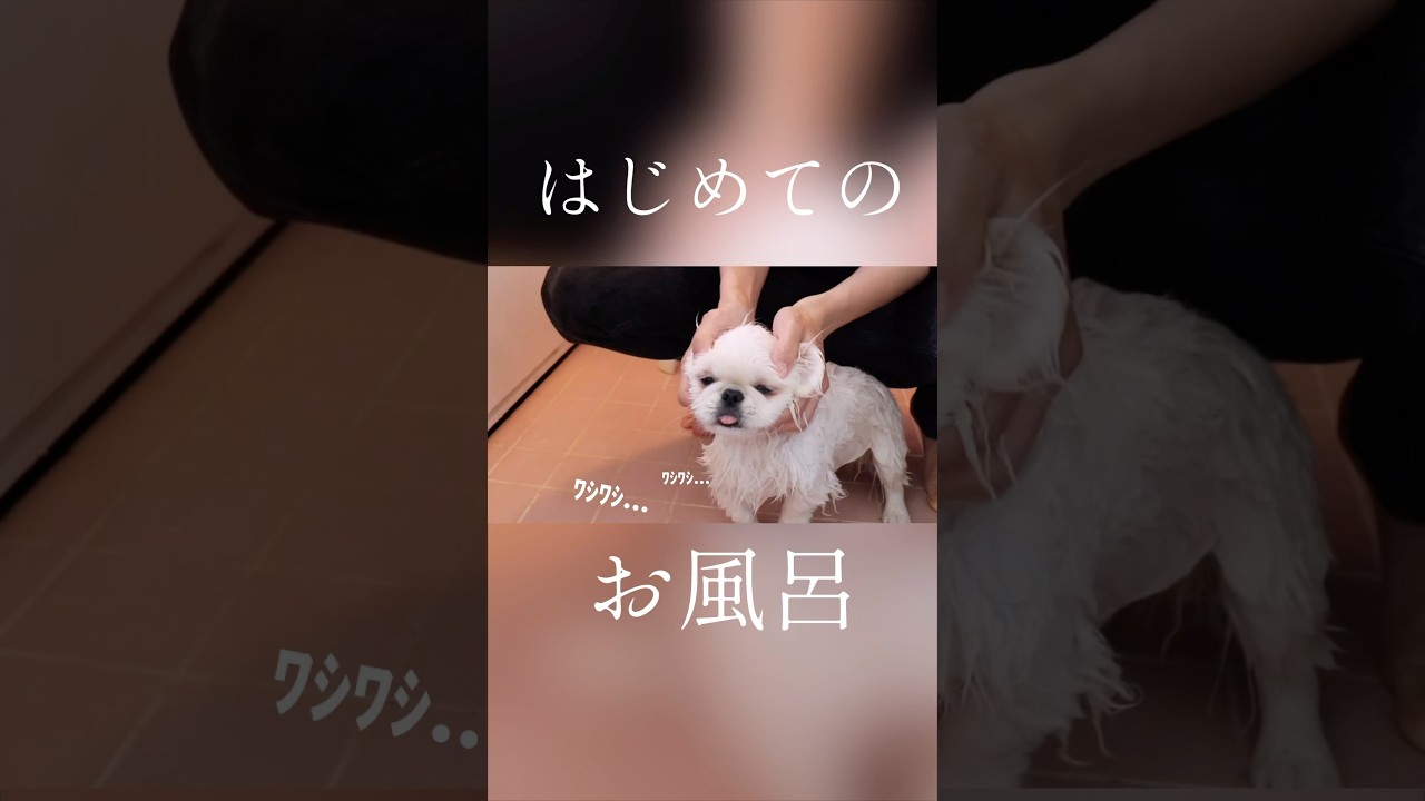 はじめてお風呂に入った時の子犬【ムーチョ】