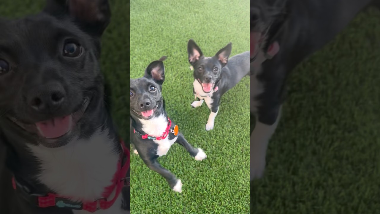 Enlarge Robin, an adopted mixed breed in PHOENIX, AZ video 2/6