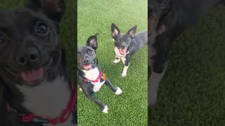 Video preview image #1 Chiweenie Puppy For Sale in Phoenix, AZ, USA