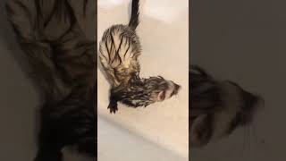 Ferret Animals Videos