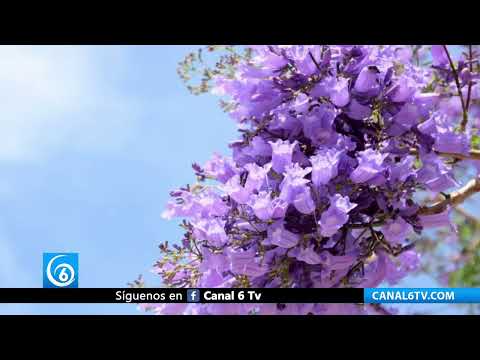 Video: ¿Por qué las jacarandas están floreciendo en enero? esto es lo que sabemos…