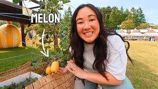 Unique Korean Festival Celebrating Melons (Geumsa Chamoe Chukjae)