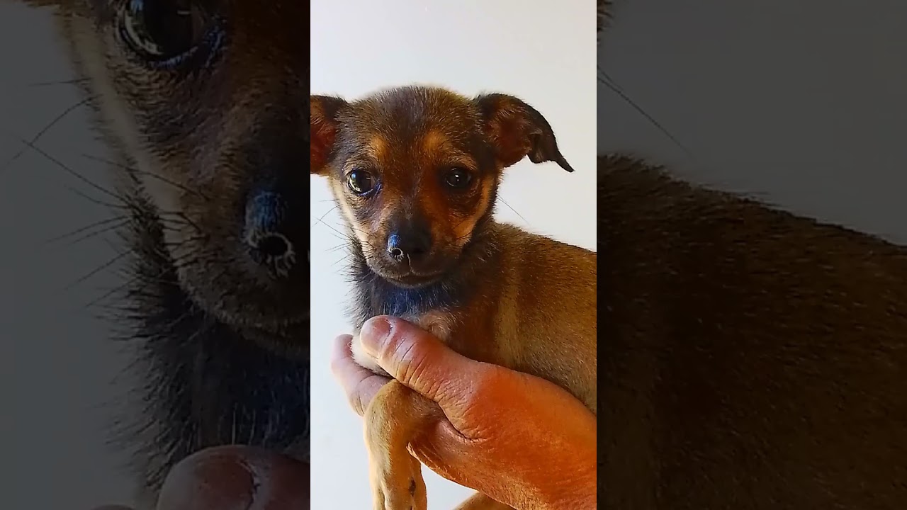 Tiny, a Adoptable mixed breed in Oroville, WA video 4/4