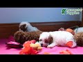 Toy Poodle dogs for sale: Rosie - Video 1