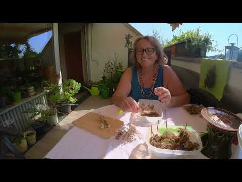 Die Wilde Möhre - Wer sie ist und was sie kann Teil 2