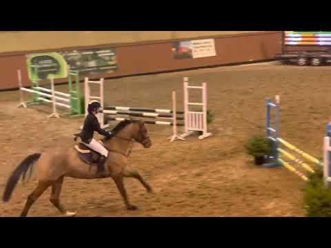 Pip z ( Pilothago x Starpower) first show