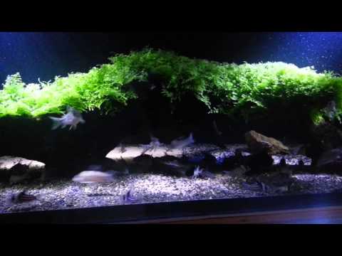 Corydoras tank 鼠魚缸記錄