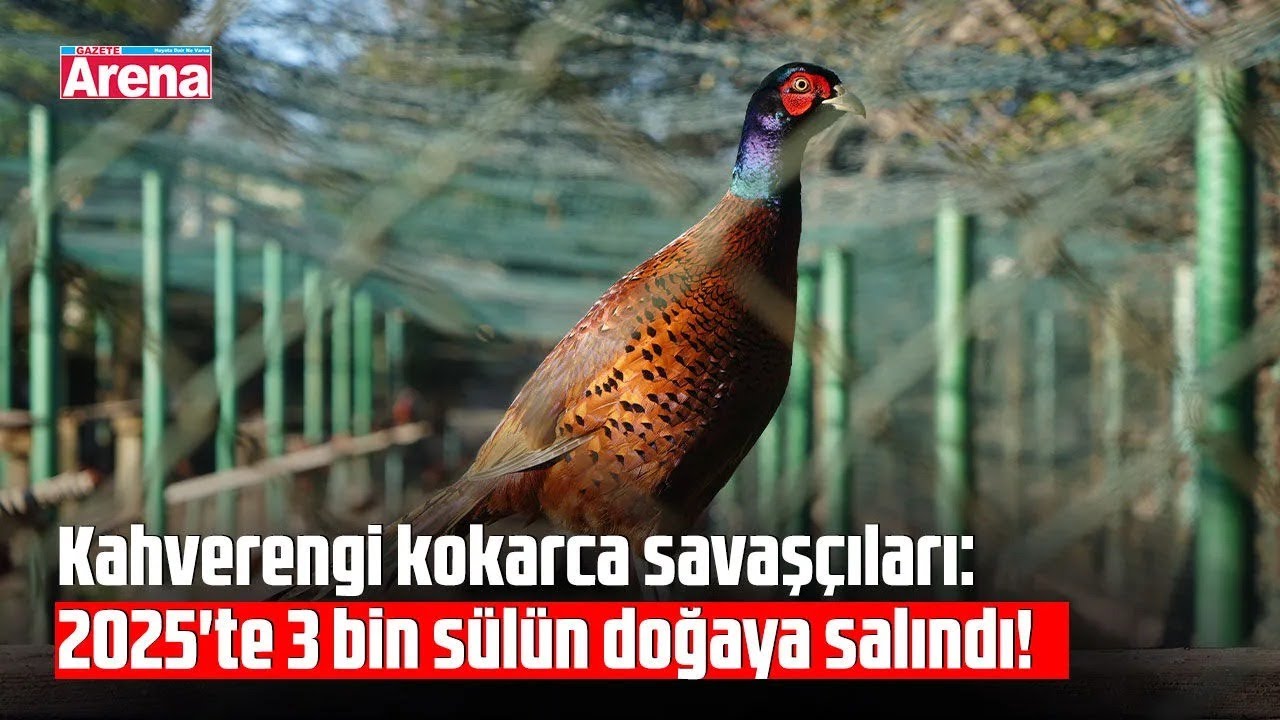 Kahverengi kokarcaya karşı doğal mücadele