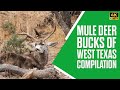 Mule Deer Bucks Of West Texas Compilation Muley Deer Muledeer Buck Antlers Wildlife