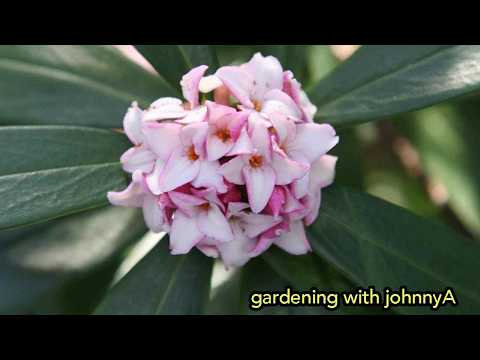 Daphne Varieties for the Garden -  Daphne odora, Daphne Perfume Princess, Daphne Eternal Fragrance.
