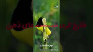 ذهنتون خیلی شلوغه؟مراقبه کنید