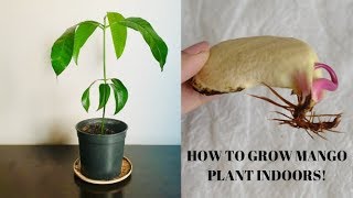 HOW TO GROW MANGO PLANT INDOORS!!!!