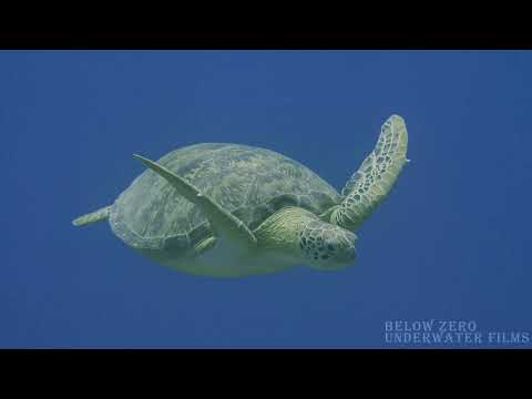 Red Sea Shorts - 2022 (4K)