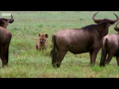 Hyena Vs Baby NewBorn Wildebeest