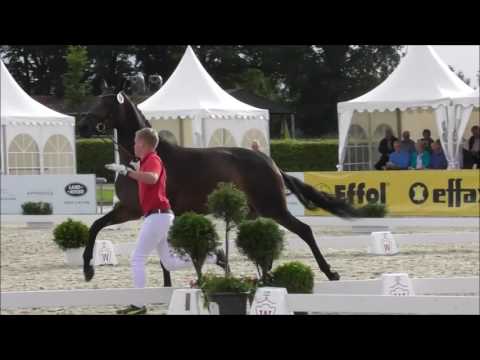 My Way von MILLENNIUM - Elitestutenschau Westfalen 2017