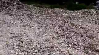preview picture of video 'Mountain of Oyster Shells off the SR 101 Highway in South Bend, WA; No Pearls Found.'
