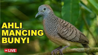 Download lagu Perkutut Lokal Gacor alam liar iramanya BIKIN CEPAT NYAUT mp3